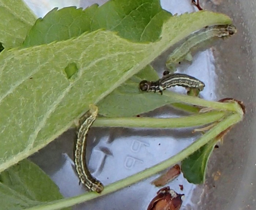 Winter Moth caterpillars